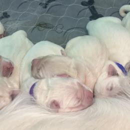 Golden Retriever Puppies from Lowcountry Goldens