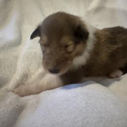 Dasher - Sable and white male Collie puppy in Morocco, Indiana from Collegiate Bassets and Rheign Collies