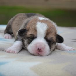 Aspen - Red female Pembroke Welsh Corgi puppy in Edna, Texas from MG Corgis
