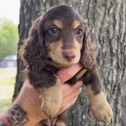 Gemma - Chocolate and cream female Dachshund puppy in Jacksonville, Florida from Duval Doxies