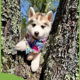 Misty - Wolf sable female Pomsky puppy in Venus, Pennsylvania from Hemlock Pines Pomsky