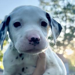 Cinnamon - White and black male Dalmatian puppy in Des Moines, Iowa from Spot Splattered Dalmatians