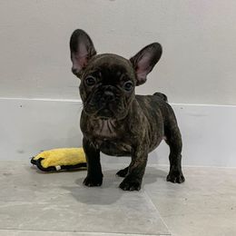 French Bulldog Puppies from FrenchBulldog_AKC