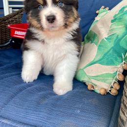 Norman - Black tri-color male Australian Shepherd puppy in Landenberg, Pennsylvania from Aussie4Life