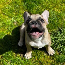 Girl 1 - Fawn and white French Bulldog puppy in Spanaway, Washington from Frog Faced Frenchies