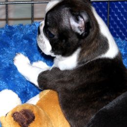 Boston Terrier and Italian Greyhound Puppies from 4Ever Boston Terriers & Italian Greyhounds