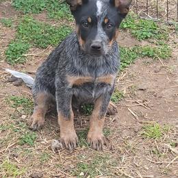 Tracker - Light Blue - Blue male Australian Cattle Dog puppy in Colbert, Oklahoma from LoveAHeeler