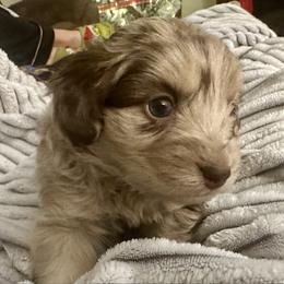 Hans - Red merle male Aussiedoodle puppy in Castalia, Iowa from K&K Kennels