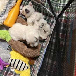 West Highland White Terrier Puppies from Highland Skye