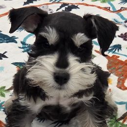Rocky - Black and silver male Miniature Schnauzer puppy in Paradise, Utah from Highbornschnauzers