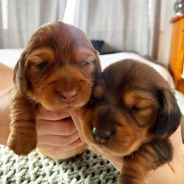 Dachshund Puppies from Hope Miniature Dachshunds