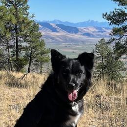 Australian Shepherds from Night Skye Aussies