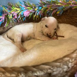 Bubblegum- Pink- LUA - White and black female Dalmatian puppy in Claremore, Oklahoma from Lotsofdots Dalmatians