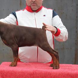 Doberman Pinscher Puppies from Imperium Dobermann Kennel