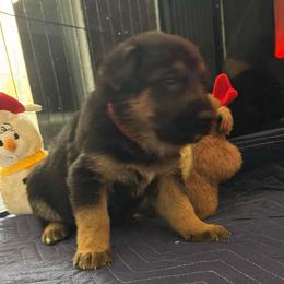 Felix - Black and red male German Shepherd puppy in Charlottesville, Virginia from AB_Elite_GSD