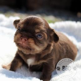 Coal - Chocolate and tan male Chihuahua puppy in Forsyth, Georgia from Brooks Grove Canines LLC