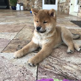 Shiba Inu Puppies from Absolute Shibas