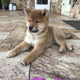 Shiba Inu Puppies from Absolute Shibas