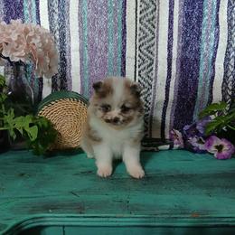 Belle - Chocolate merle female Pomeranian puppy in Ada, Oklahoma from Once Upon A Fluff