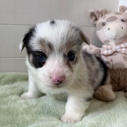 Mac (Blue merle, triple clear) - Blue merle and white male American Corgi puppy in Scottown, Ohio from Wyndy Ridge Corgis