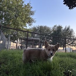 Olive(orange) - Sable female Pembroke Welsh Corgi puppy in Millsap, Texas from Punchy Pembroke Ranch