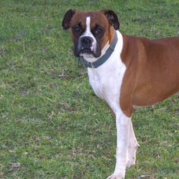 Boxers from E&J Boxers