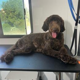 Sunday (Guardisn Home) - Brown female Poodle puppy in Hemet, California from Vallevistadoodles