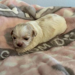 Girl 2 - Cream and white female Shih Tzu puppy in Hermiston, Oregon from Butterfly Shih Tzu Pups