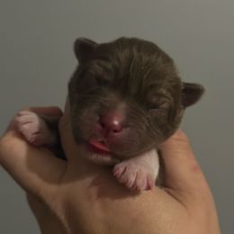 Magnolia - Red and white female Siberian Husky puppy in Florence, Kentucky from Moonlight Howl Huskies