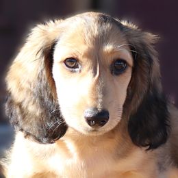 Red collar boy - Cream male Dachshund puppy in Azle, Texas from American Dachshunds