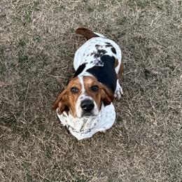 Kd - Basset Hound