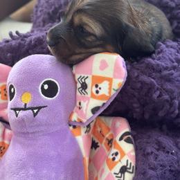 Dachshund Puppies from Hannau Doxies