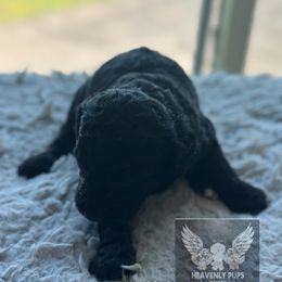 Taffy - Black male Goldendoodle puppy in Duluth, Minnesota from heavenly Pups kennel