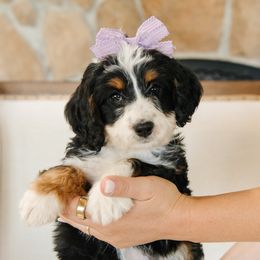 Purple Collar Female 'Cow' - Tri-color female Bernedoodle puppy in Kamas, Utah from A + E Farms