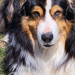 Aussiedoodles and Australian Shepherds from Pineview Farms Australian Shepherds