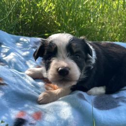 Scottish Terrier and Toy Australian Shepherd Puppies from Pecan Creek
