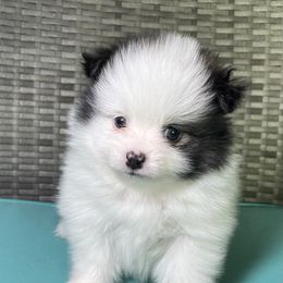 Pomeranian Puppies from Kerrie’s Pomeranian