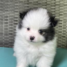 Pomeranian Puppies from Kerrie’s Pomeranian