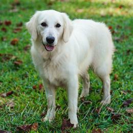 Dandy - Golden Retriever