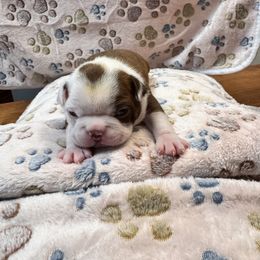 Boston Terrier Puppies from Alanna Boswell