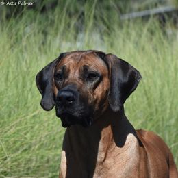 Rhodesian Ridgebacks from LoRO