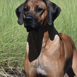 Rhodesian Ridgebacks from LoRO