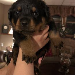 Rottweiler Puppies from RoyaLuxe K9