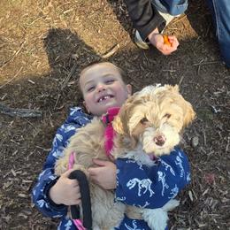 Marcie - Apricot female Aussiedoodle puppy in Cumberland, Rhode Island from W Doodle Crew