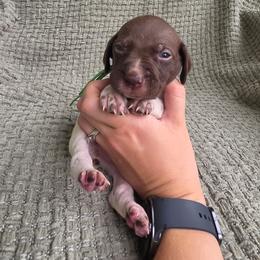 Green Boy - Liver and white male German Shorthaired Pointer puppy in Nampa, Idaho from Heart Mountain Cavaliers & Floating Feathers Kennel
