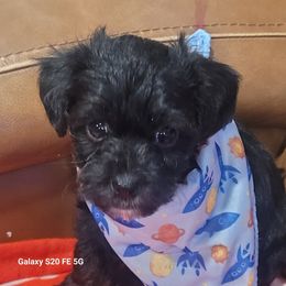 Yorkshire Terrier Puppies from Cuties for Cuties..Yorkies