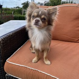 Teddy - Chihuahua