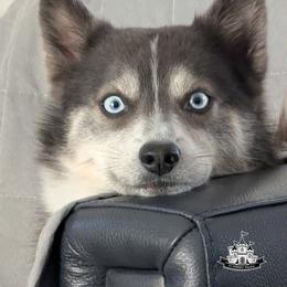 Pomsky All Grown Up from CT Pomsky Palace LLC
