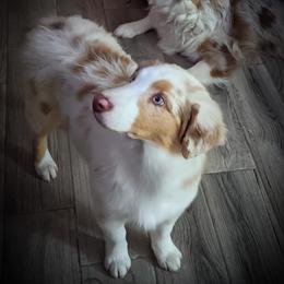 Australian Shepherd and Pomeranian Puppies from Sandy Aussie's