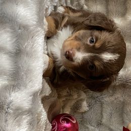 Australian Shepherd and Miniature Australian Shepherd Puppies from Tapestry Australian Shepherds